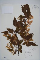 藏品(大屯尖葉槭, 川上氏槭)的圖片