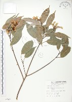 藏品(樟葉槭, 飛蛾子樹)的圖片