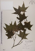 藏品(青楓)的圖片