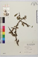 藏品(小葉鼠李)的圖片