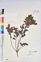 藏品(金毛杜鵑)的圖片