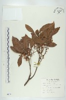 藏品(杜英、山杜英、蘭嶼杜英)的圖片