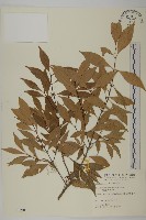 藏品(福建賽衛矛、福建假衛矛)的圖片