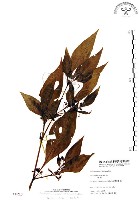 藏品(龍珠)的圖片