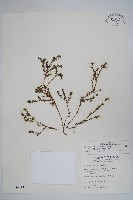 藏品(山豆根、台灣天芹菜)的圖片