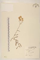 藏品(秋鼠麴草)的圖片