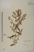 藏品(臺灣馬蘭)的圖片