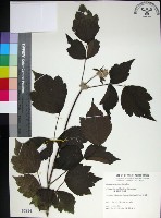 藏品(台灣牡丹藤、台灣草牡丹)的圖片