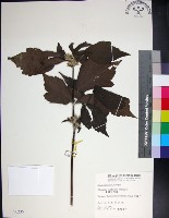 藏品(台灣牡丹藤、台灣草牡丹)的圖片