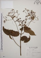 藏品(大青)的圖片