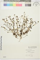 藏品(掌葉毛茛)的圖片