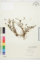 藏品(掌葉毛茛)的圖片