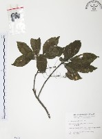 藏品(紅葉樹)的圖片