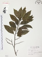 藏品(紅葉樹)的圖片