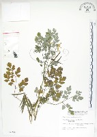 藏品(臺灣黃菫)的圖片