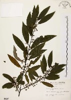 藏品(山胡椒)的圖片