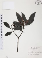 藏品(九節木、牛屎烏、青龍吐霧)的圖片