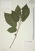 藏品(牛乳榕)的圖片