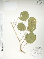 藏品(肥豬豆)的圖片