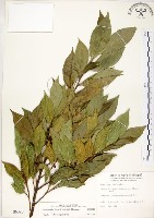 藏品(菲律賓榕)的圖片