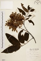 藏品(黃杞)的圖片