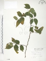 藏品(小構樹)的圖片