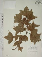 藏品(楓香、楓樹)的圖片