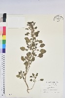 藏品(鐵莧菜)的圖片