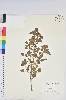 藏品(鐵莧菜)的圖片