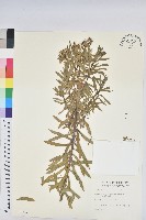 藏品(臺灣大戟)的圖片