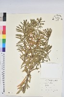 藏品(臺灣大戟)的圖片