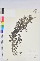 藏品(臺灣山漆莖)的圖片