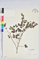 藏品(紅仔珠)的圖片