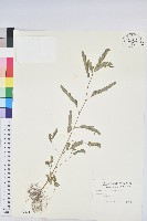 藏品(葉下珠、珠仔草)的圖片