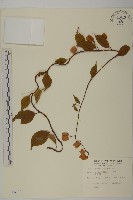 藏品(雷公藤)的圖片