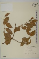 藏品(南華南蛇藤，青江藤)的圖片