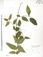 藏品(小構樹)的圖片