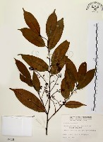 藏品(墨點櫻桃、黑星櫻)的圖片