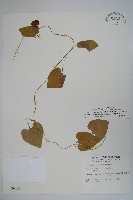 藏品(金錢豹)的圖片