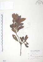 藏品(楊梅)的圖片