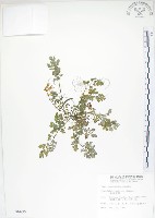 藏品(臺灣黃菫)的圖片