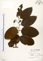 藏品(糙莖菝契)的圖片