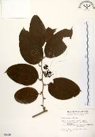 藏品(糙莖菝契)的圖片