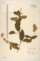 藏品(過山龍)的圖片