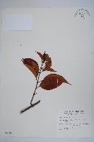 藏品(乳藤)的圖片