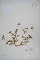 藏品(假千日紅)的圖片