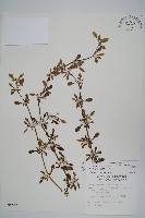 藏品(匙葉蓮子草)的圖片