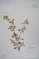 藏品(匙葉蓮子草)的圖片