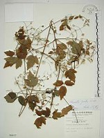 藏品(串鼻龍)的圖片