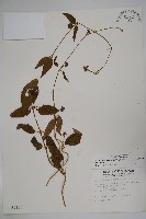 藏品(絨毛芙蓉蘭)的圖片